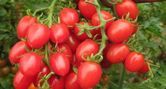 新鲜|买圣女果挑大的还是小的?掌握3个小妙招,新鲜又可口