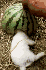 搞笑|搞笑GIF：宝宝你应该直接赶走丈母娘！坐中间！