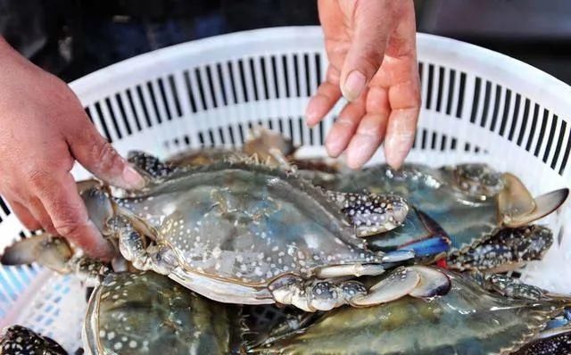 入味|蒸螃蟹时，直接上锅蒸就废了多加这1步，蟹肉鲜嫩入味不流黄