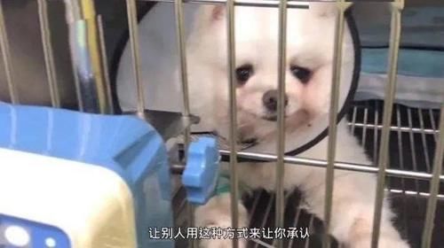 女子|女子自称北大博士后，网上评准研究生虐狗：一条狗命能值几个钱