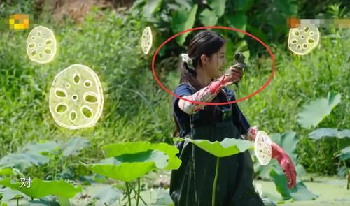  原因|《向往》挖藕被质疑作秀、糟蹋粮食，官方透露原因狠狠打脸