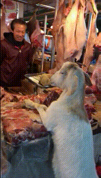 搞笑|搞笑GIF：直到今天我才知道，原来西瓜是长在土里面的