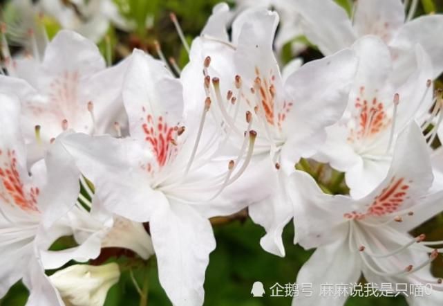  财富|八月开始，幸运多多，天降财富，运势飙升的生肖