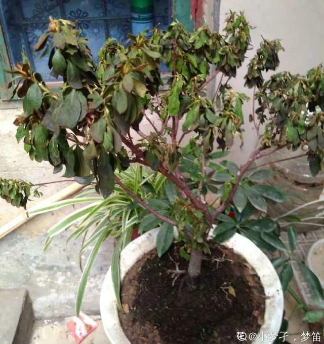  新芽|花养成光杆司令，赶紧这么救，3天冒新芽