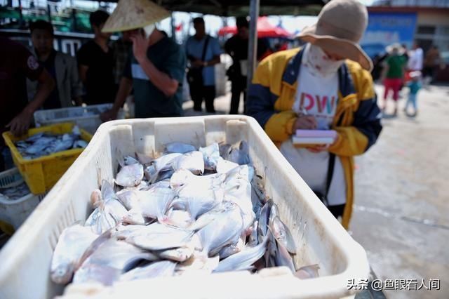 开海|开海后大渔船回来 海鲜堆满码头 价格比禁渔期便宜不少