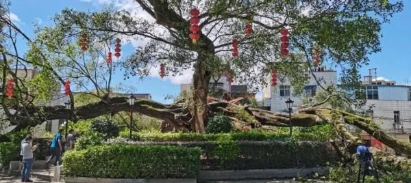  广东|广东850年古榕树今日冲上热搜！