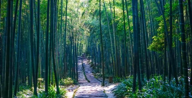  熊猫|中国顶级旅游路线有高铁了！看完熊猫再环洱海，一辆车就能解决