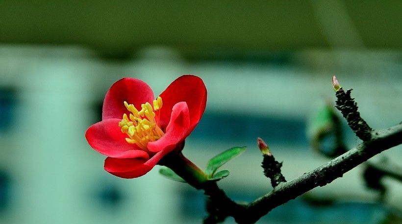  后悔|爱情要学习4大生肖，一旦爱上，绝不后悔，此生不离不弃！