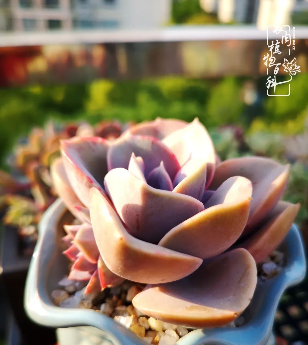  萌化|当粉粉的多肉捧在手心，我体验到了什么叫“萌化了心”