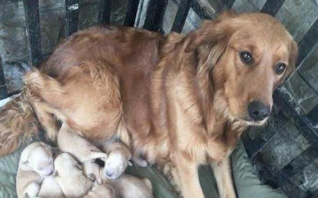  讨食|流浪狗准点上门讨食，网友将其收养回家后，喜获了一份意外大礼