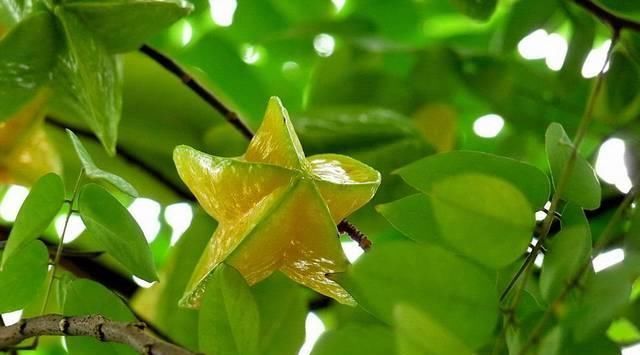 走俏|与杨梅一字之差的南方水果,耐运输,才3元一斤,为何无法走俏?