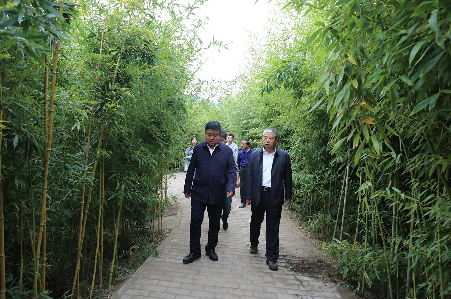 乡村|杨澎调研金城办乡村振兴产业发展情况（图）