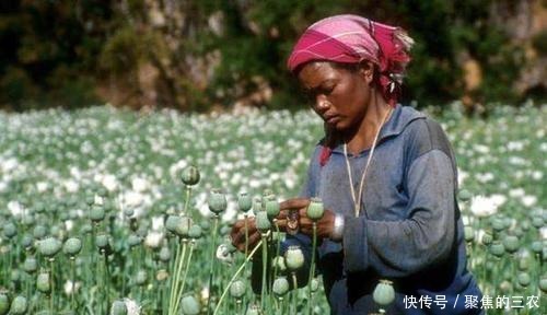 国民党|他曾是亚洲最大毒枭,手下拥有6个师,后自己建国当总统