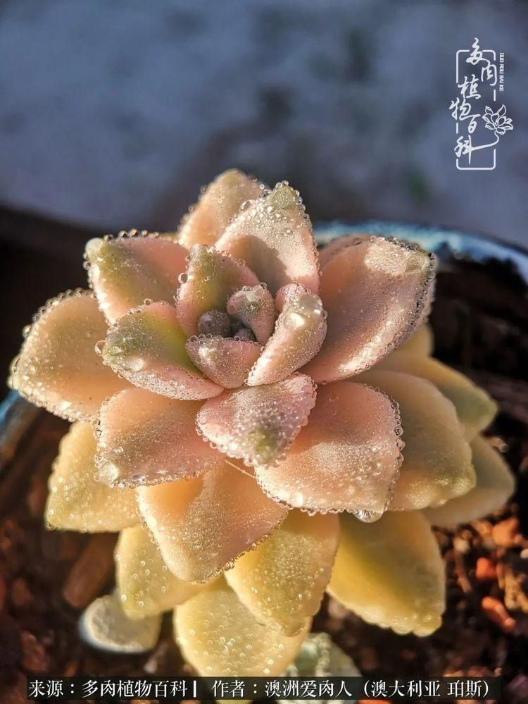 血放|多肉让你把血放，文玩掏空你家当，你要在哪个坑里乘风破浪？