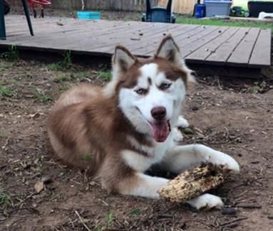 抢吃|男子到朋友家做客,看到两只二哈在抢吃东西,走近看清后无语了