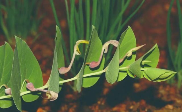 生长|云之南，一个生生不息、万物生长的地方