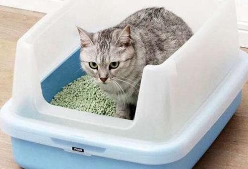 膨润土猫砂|【个人养宠经验分享】竹猫砂要怎么使用？竹猫砂小猫可以用吗