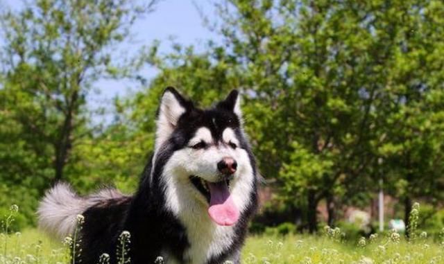  阿拉斯加|100多斤的阿拉斯加要睡在主人的肚皮上，铲屎官：我承受不住