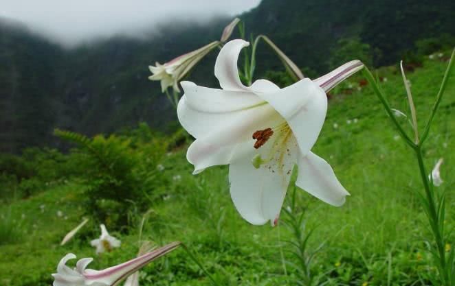  前程|8月开始事业前程光明，喜事一桩接一桩，终于苦到头的四大生肖