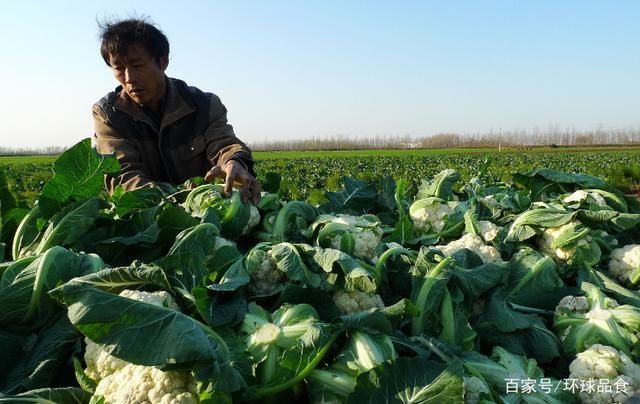 区别|买花菜时，挑“散花”的还是“紧花”的？教您一招，别再选错了