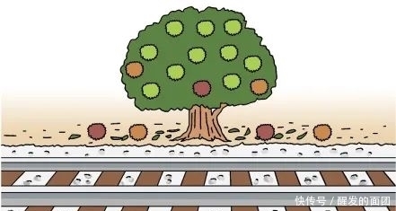 好吃|日本人的秋天限定美食,怎样最好吃?