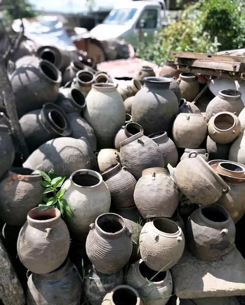 个个|他用菜坛子养多肉,1分不花又好看,个个壮得像白菜