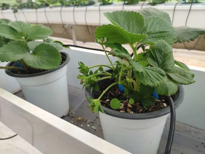  草莓种植|「科技农人」，可能是未来的当红职业