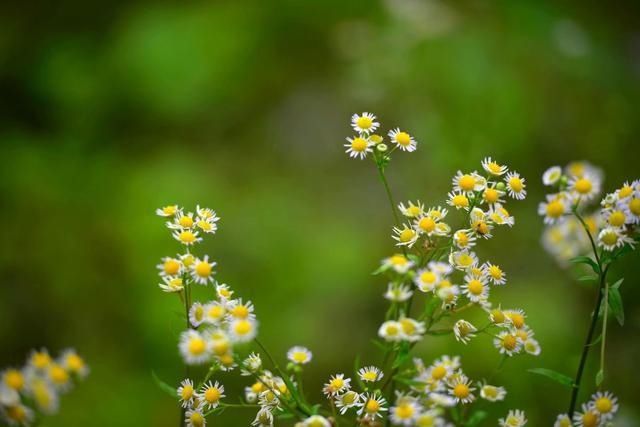 花海|你去过了吗？朝天李家这片白色花海又成网红，宛如一幅美丽画卷！