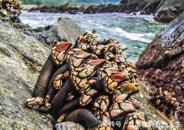 不想|全球“最贵”的海鲜,一斤价格上万,渔民却表示不想挣这钱