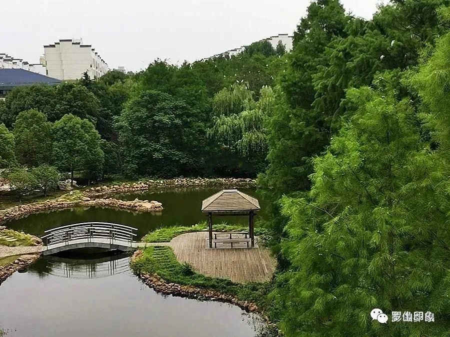  新区杜堰河|罗山鹭林湿地近日遭人砍伐