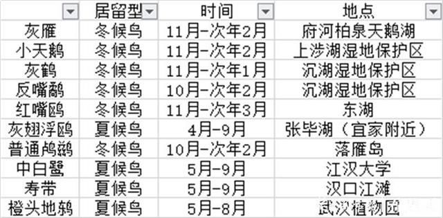 直线距离|这种鸟会吃成个胖子，飞成个瘦子，一口气能飞上万公里……