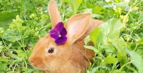 可爱|趣味测试：你觉得哪只兔子最可爱？测试你内心性格是什么样的