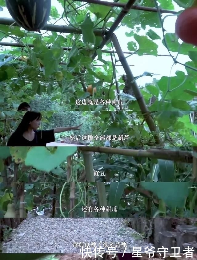 还要|在家种个菜都这么美,还要什么花园?