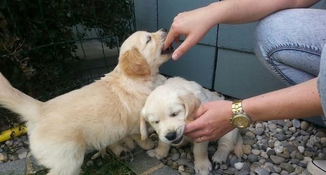  不满达到|咬人行为背后的原因并不简单