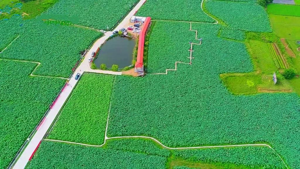  湛江市坡头区摄影协|映日荷花醉「乾塘」