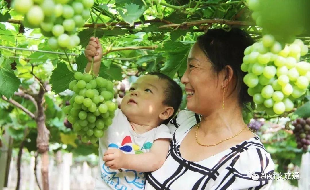  乐享|阿湖镇桃岭葡萄文化节今日开幕，?乐享甜蜜一夏吧