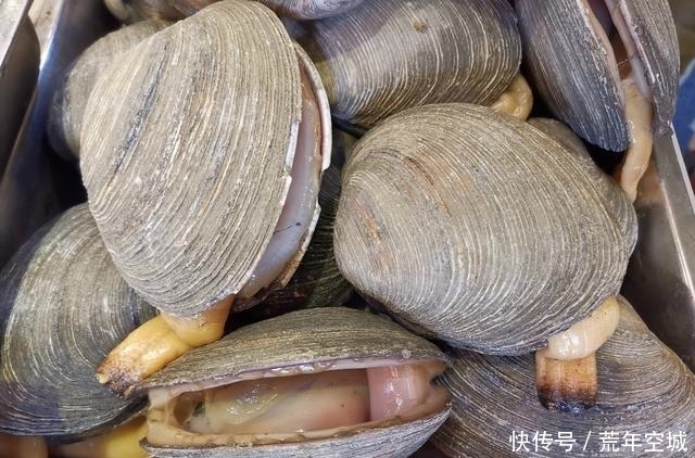 美食|胶东美食小知识:“天鹅蛋”这种海鲜,跟很多蔬菜都搭配