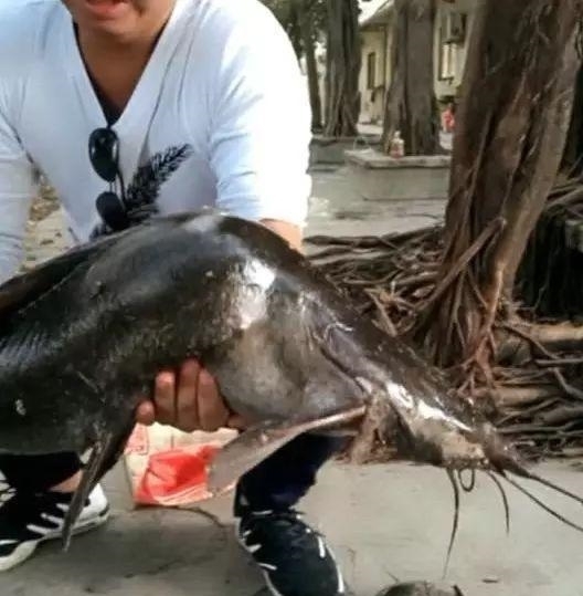  畸变|男子下水道中捕获1米长大鱼, 喝地沟油长大, 身体发生畸变!