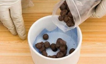 枝头|盆里扔2样东西,养花10年不烂根,叶子油光瓦亮,花苞挂满枝头!