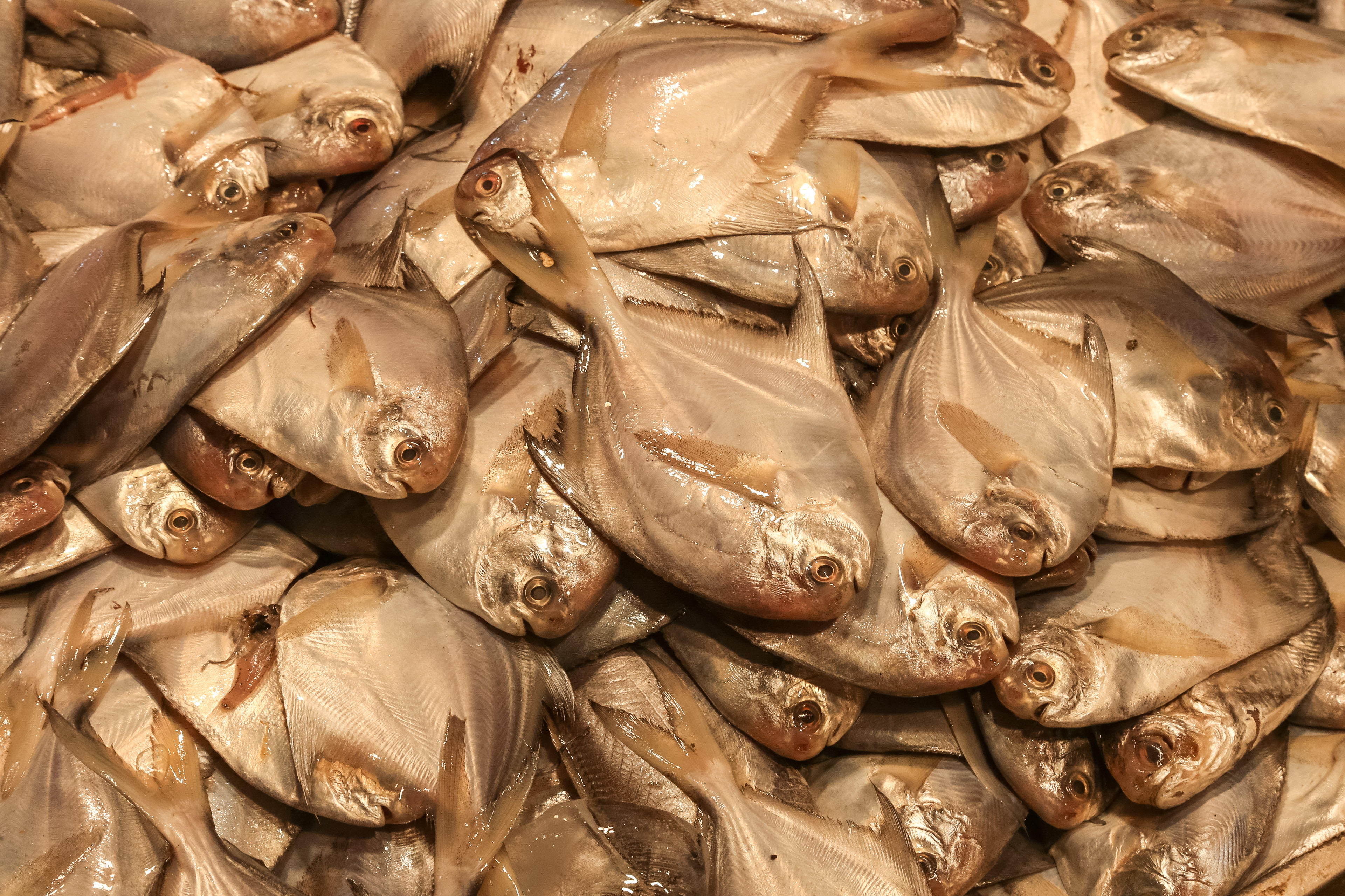 大连|大连开海后本地鲜活海产品引来“报复性消费”