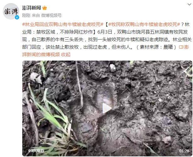 牧民称双鸭山有牛犊被老虎咬死？林业局：禁牧区域，不排除网红炒作