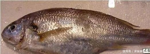 海鲜|海鲜大全, 你能认出多少