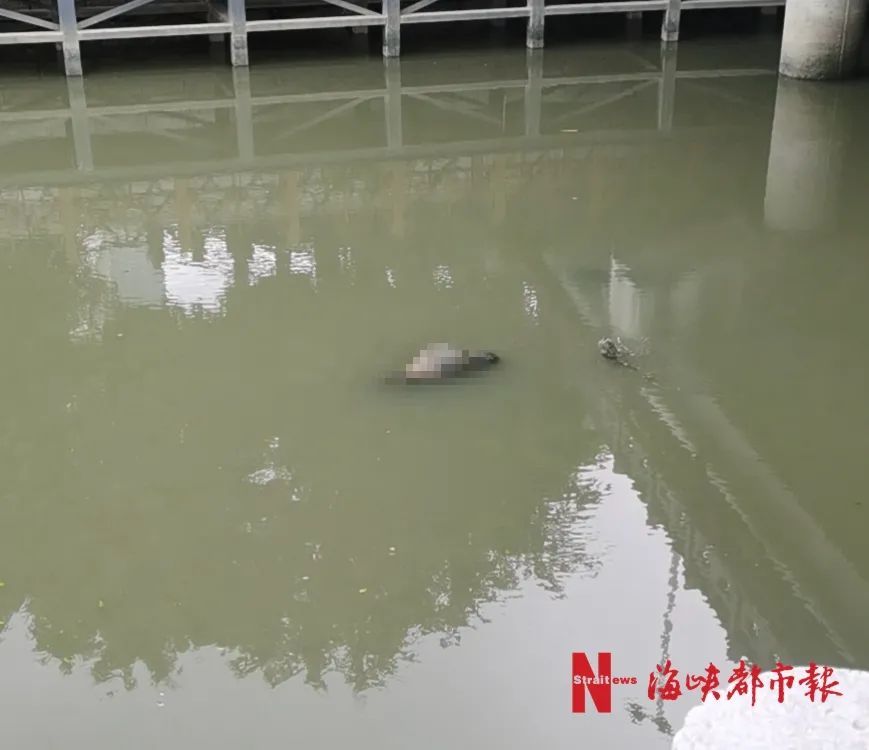  可怕|可怕！福州内河连续两日出现浮尸！警方介入
