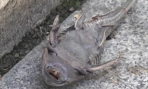  犹如|珠江边又有人放生，30多个泡沫箱犹如身临“海鲜市场”