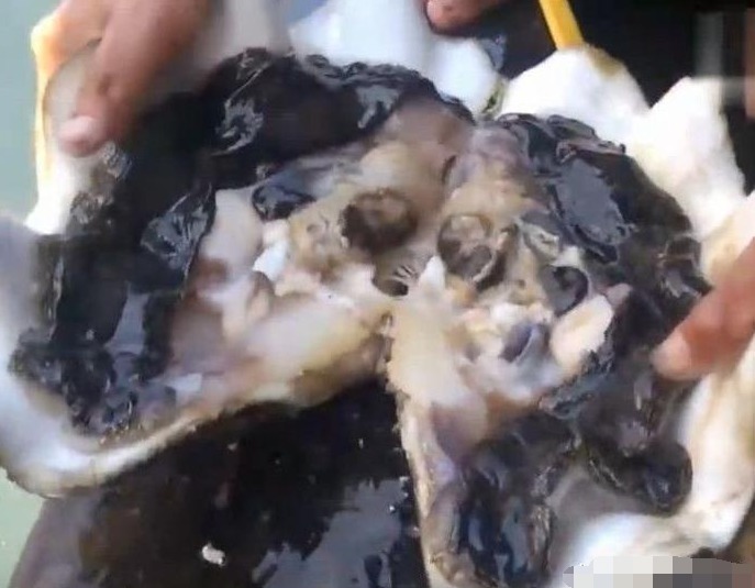  男子|男子深海潜水捞到巨蚌,打开后看到里面的东西