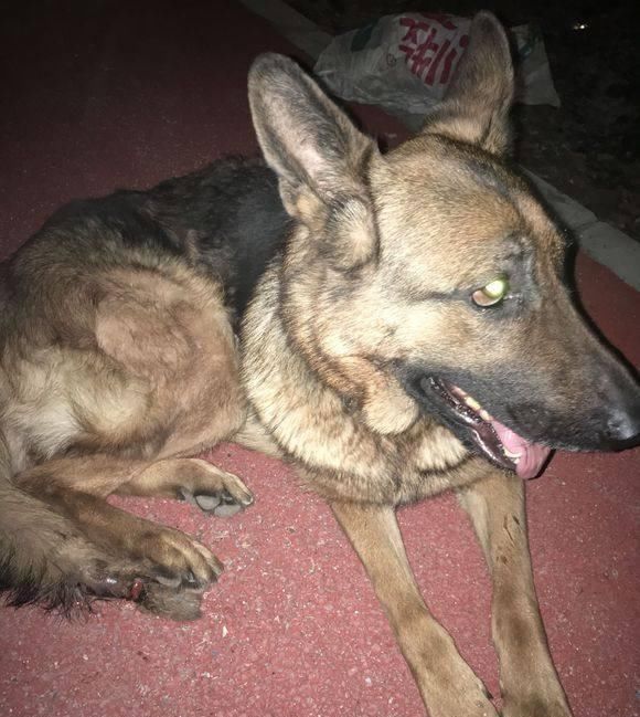 流浪狗|流浪狗全身伤口倒路边无人管，女孩心疼带回家，悉心照料让人感动