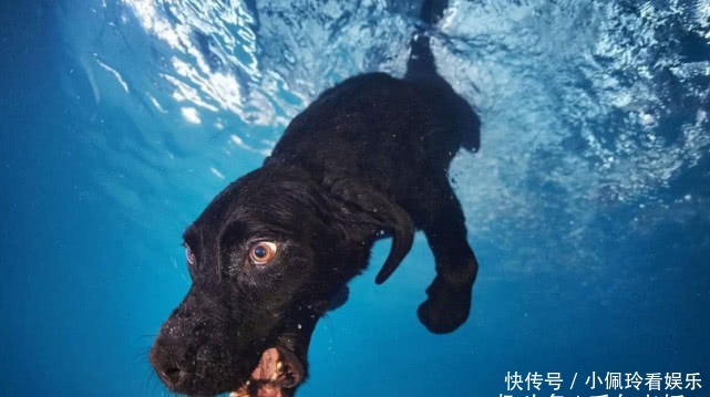 称呼|“狗腿子”这个称呼是怎么来的？原来狗做了好事还被骂了几百年