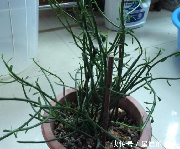  光棍|光棍树长得太高该怎么剪学会2个小动作，个个都能随意凹造型！