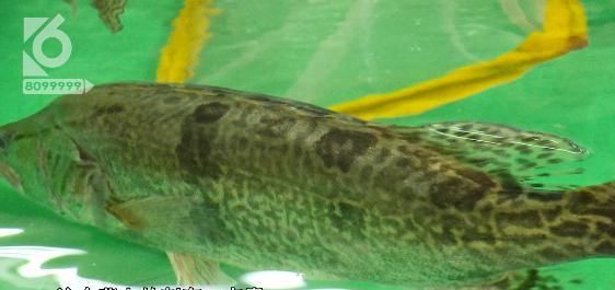 截肢|就洗了条鱼,男子竟住进 ICU、还面临截肢!