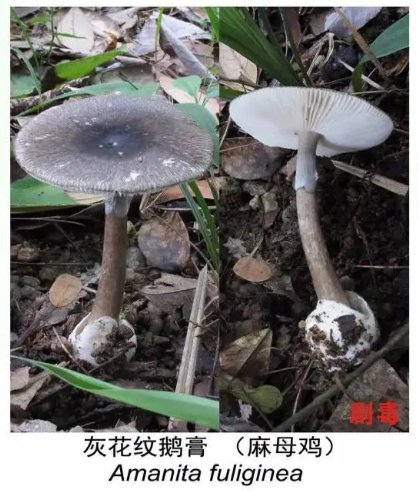  野生|吃货小心！野生菌可不要乱吃哦！